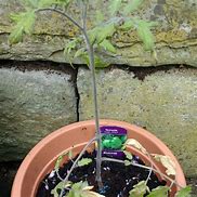 Image result for Solanum lycopersicum Green Zebra