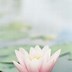 Image result for Pink Flower iPhone Wallpaper