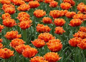 Image result for Double Tulips