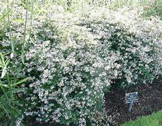 Image result for Aster lateriflorus Horizontalis