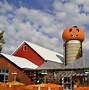 Image result for Great Pumpkin Patch