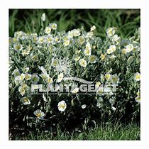 Helianthemum Snow Queen 的图像结果