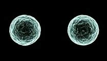 Image result for Cell Factory in Biotech