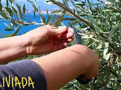 Image result for Olive Tree Cuttings