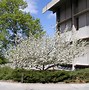Image result for Newton Apple Tree
