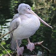 Image result for Pink Pelican Juvenile