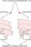 Image result for Pigs Using Cellebrite