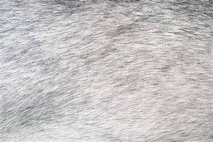 Image result for Seamless Teal Fur Texture
