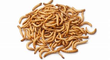 Image result for Mealworm Protein
