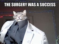 Image result for Cat Going to Surgery Memes