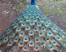 Image result for Peacock Tail