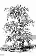 Image result for Different Tomato Plants