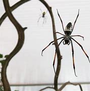 Image result for Bird Catcher Spider