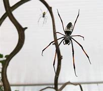 Image result for Bird Catcher Spider