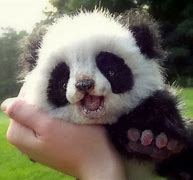 Image result for Little Girl Panda
