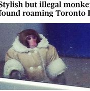 Image result for IKEA Monkey Meme