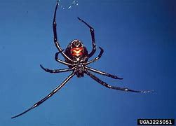 Image result for Black Widow Spider Plush Toy