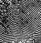 Image result for 8 Standard Fingerprint