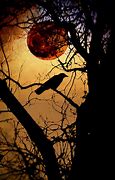Image result for Raven Moon
