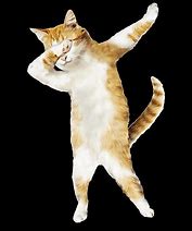 Image result for DAB Cat