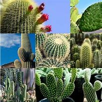 Image result for Cactaceas