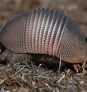 Image result for Cool Armadillo Image