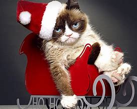 Image result for grumpiest cats holiday meme
