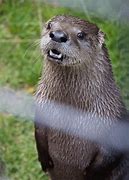 Image result for Otter Pouch