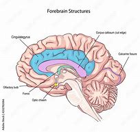 Image result for Brain Memory Storage Areas Clip Art