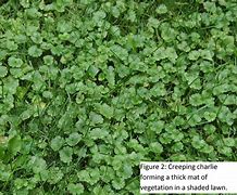 Image result for Weeds Like Creeping Charlie