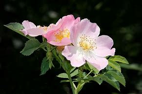 Image result for Wild Rose Plant