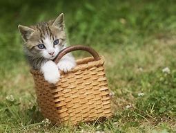 Image result for Kittens in a Basket