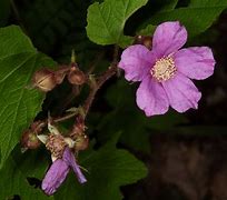 Image result for Rubus odoratus