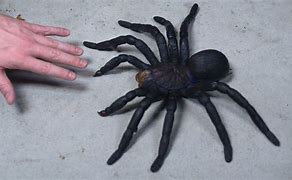 Image result for Biggest Tarantula