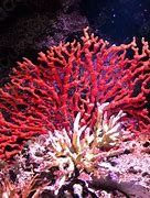Image result for Red Coral