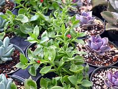 Image result for Red Apple Ice Plant