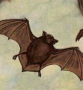 Image result for Vintage Bat Art