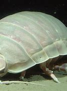 Image result for Giant Deep Sea Isopod