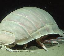 Image result for Big Isopod