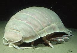 Image result for Giant Isopod Aquarium