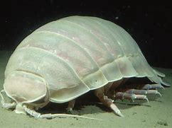 Image result for Giant Isopod in Garage