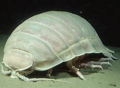 Image result for Deep Sea Isopod