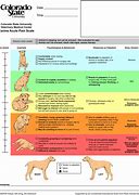 Image result for Canine Pain Scale