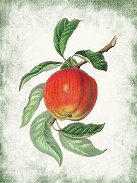 Image result for Vintage Botanical Apple Illustration