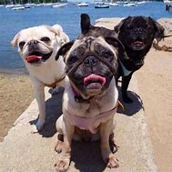 Image result for Pug Colors