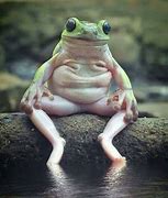 Image result for Sitting Frog Meme Cartoon