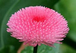 Image result for Pretty Flowers Pawoo