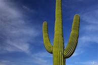Image result for Large Saguaro Cactus