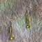Image result for Ana Navarro Paper Clip Earrings