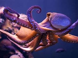 Image result for Octopus Squid Hybrid
